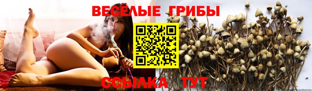 Псилоцибиновые грибы мицелий Кириши